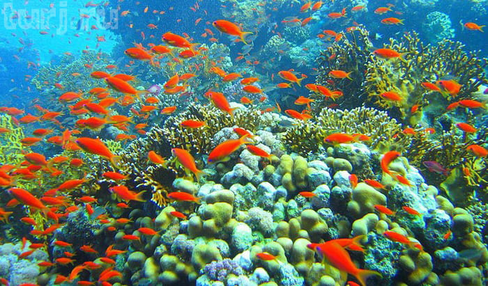 В Египте запретят кормить рыб